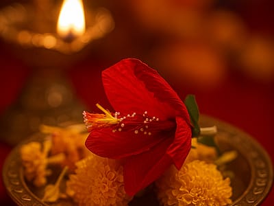 Hibiscus Paper Flower